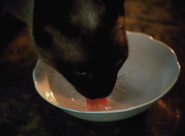 Morgiana - seal point Siamese cat lapping water