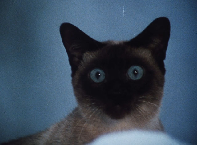 Morgiana - seal point Siamese cat in snow