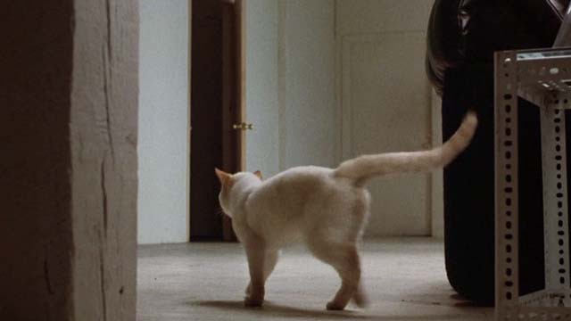 The Morning After - flame point cat walking towards open closet door