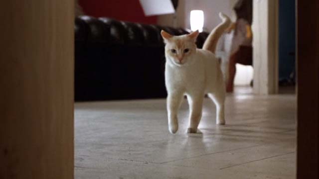 The Morning After - flame point cat walking towards open closet door