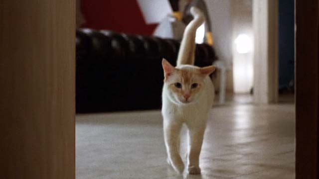 The Morning After - flame point cat approaching open closet door