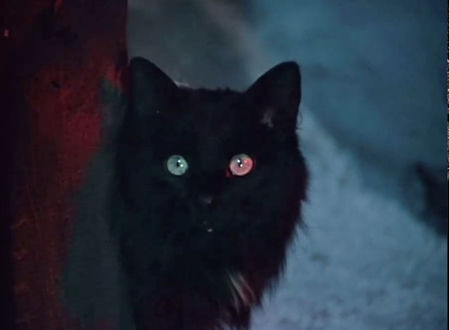 Morozko - longhaired black cat Blackie looking around door