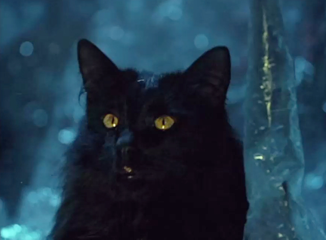 Morozko - longhaired black cat Blackie