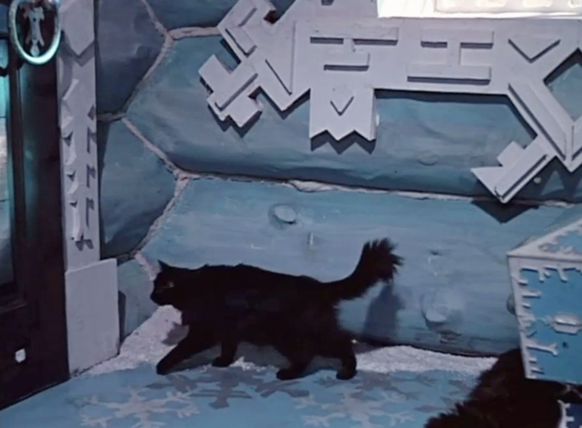 Morozko - longhaired black cat Blackie walking out door