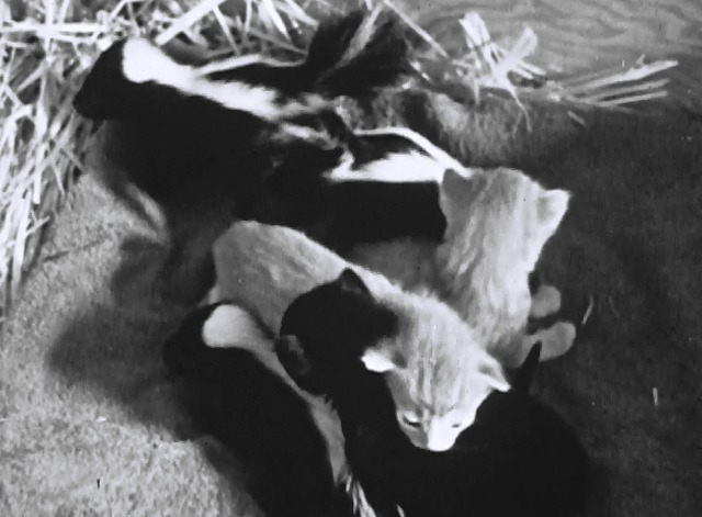 Mother Cat and Her Skunks - kittens and skunks together
