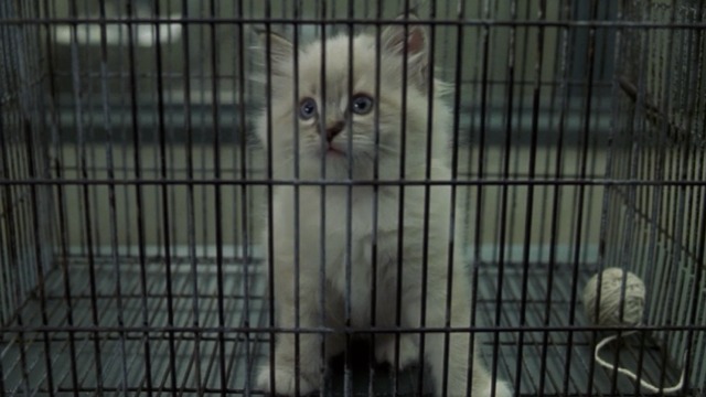 Mousehunt - cute white kitten in cage