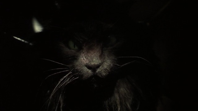 Mousehunt - Catzilla's face in shadow of box