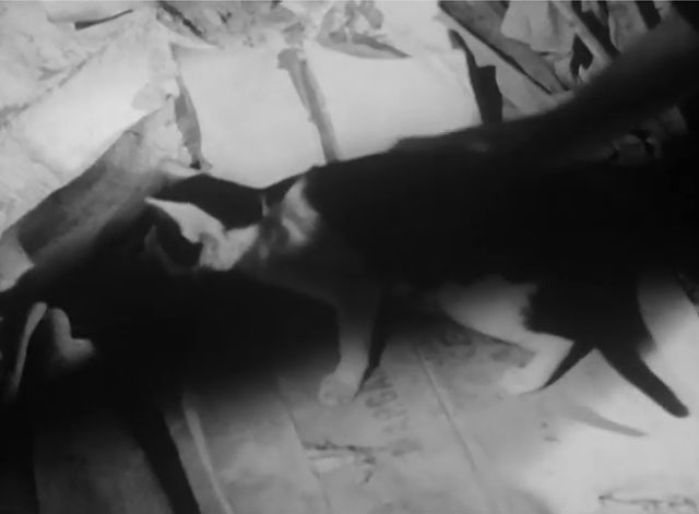 Mr. Beamish Goes South - black and white tuxedo kitten on floor