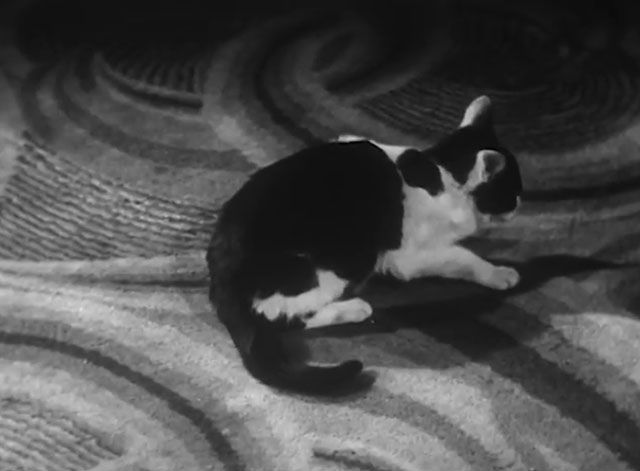 Mr. Beamish Goes South - black and white tuxedo kitten on floor