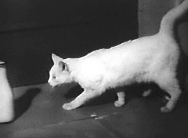 Mr. Dynamite - white cat in dark doorway