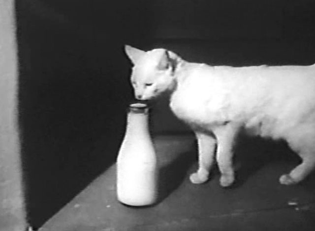 Mr. Dynamite - white cat in dark doorway sniffing at bottle of milk