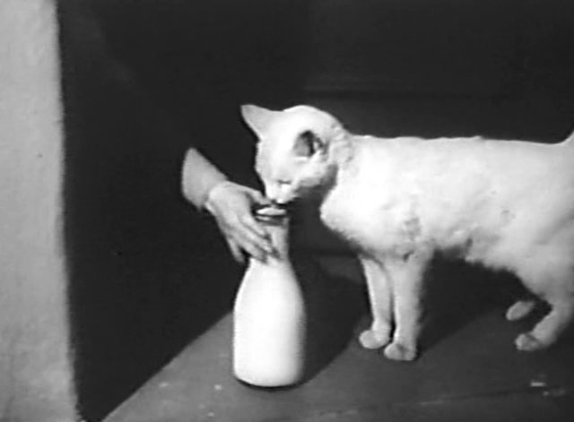 Mr. Dynamite - white cat in dark doorway with hand grabbing away bottle of milk