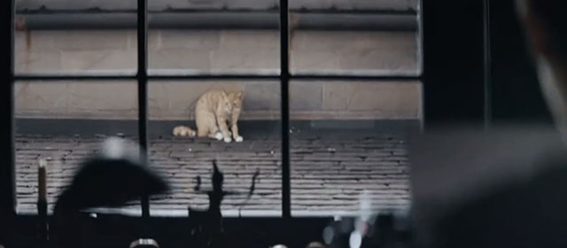 Mr. Jones - ginger and white tabby cat sitting on roof outside window