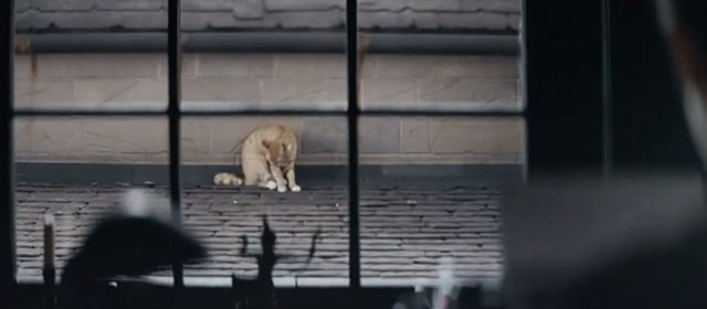 Mr. Jones - ginger and white tabby cat sitting on roof outside window