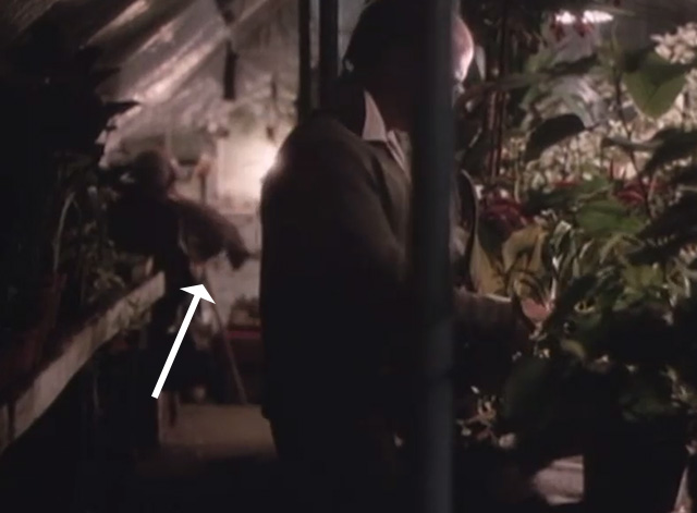 Mr. Love - tabby cat jumping down in background