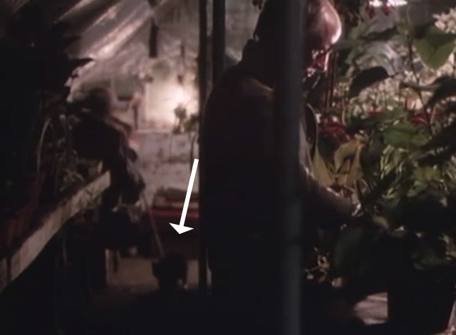 Mr. Love - tabby cat walking on ground in background