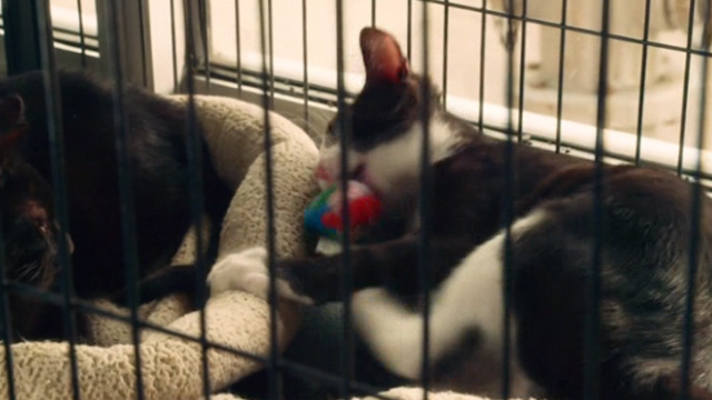 Mr. Right - cats inside cages