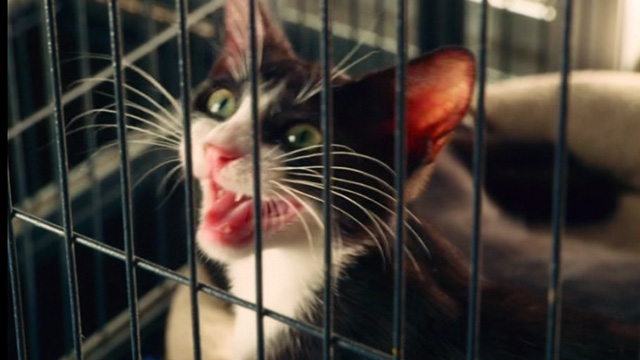 Mr. Right - tuxedo cat Hannibal in cage meowing