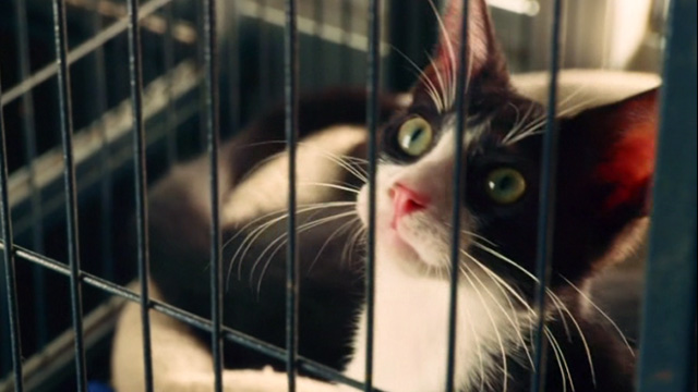 Mr. Right - tuxedo cat Hannibal in cage