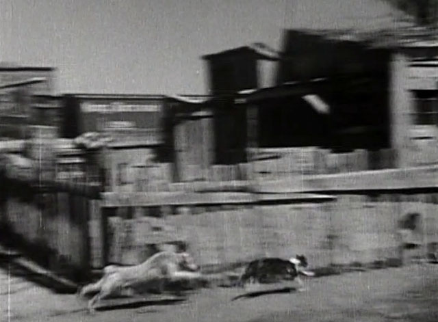 Mrs. Wiggs of the Cabbage Patch - dog Klondike Rex chasing tabby and white cat Bobby across town