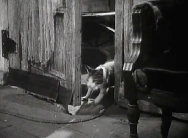 Mrs. Wiggs of the Cabbage Patch - tabby and white cat Bobby coming in through front door