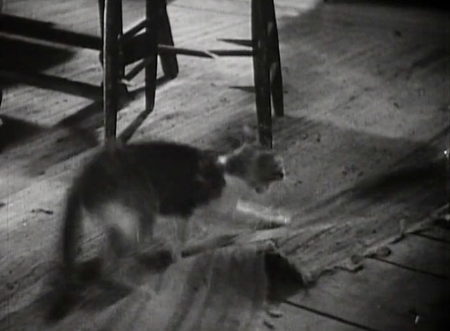 Mrs. Wiggs of the Cabbage Patch - tabby and white cat Bobby landing on floor