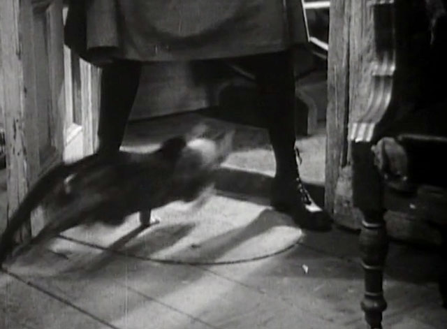 Mrs. Wiggs of the Cabbage Patch - tabby and white cat Bobby running out door