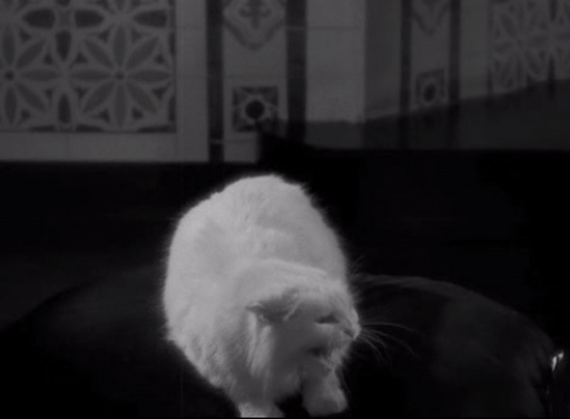 The Mummy - white cat hissing