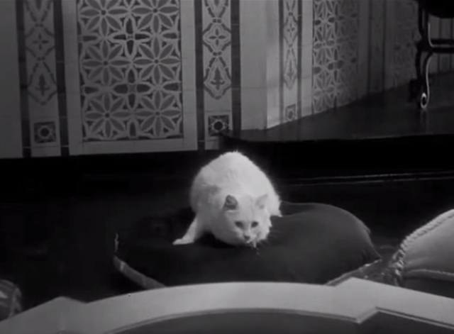 The Mummy - white cat sitting on cushion