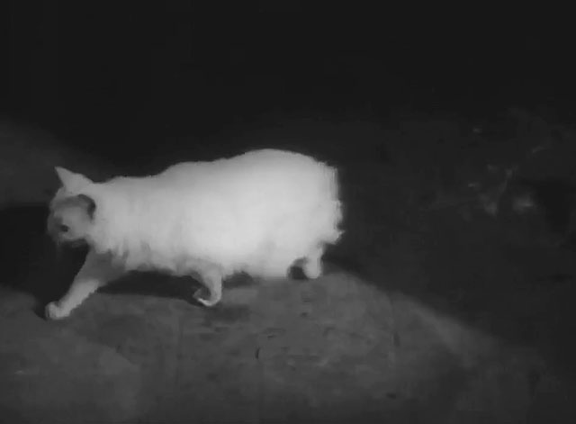 Murder at 3 a.m. - longhair white cat