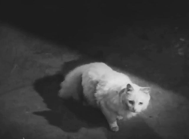 Murder at 3 a.m. - longhair white cat