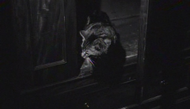 Murder Most Foul - cat peeking out of cupboard