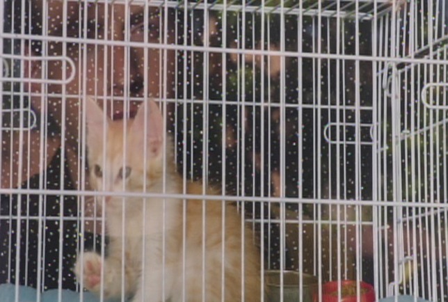Murder of a Cat - kitten in cage in pet store window