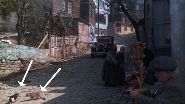 Murder on the Orient Express - brown tabby and tuxedo cat in road as car approaches