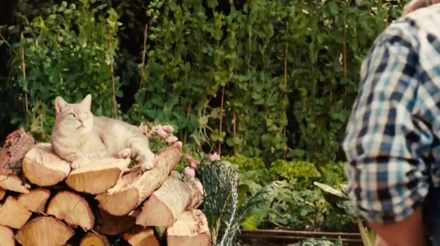 My Afternoons with Margueritte - Jeremy shorthair cat sitting on woodpile