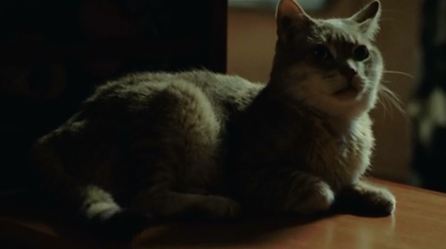 My Afternoons with Margueritte - close up of Jeremy shorthair cat sitting on table