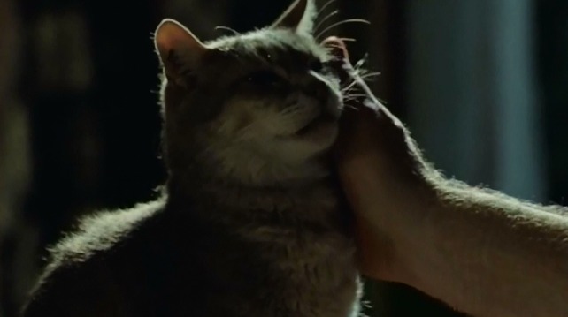 My Afternoons with Margueritte - Germaine pets Jeremy shorthair cat sitting on table