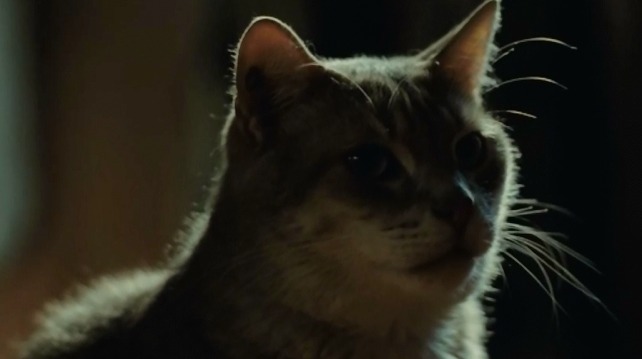 My Afternoons with Margueritte - close up of Jeremy shorthair cat