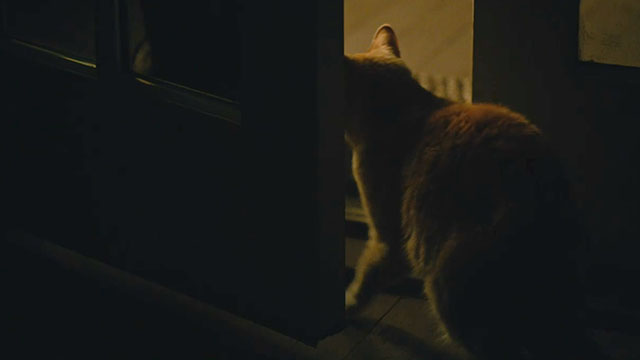 Nancy - ginger and white tabby cat Paul slipping outside