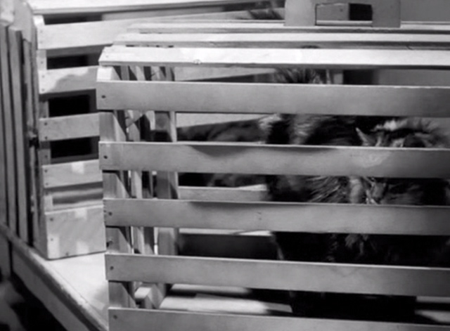 The Neanderthal Man - tabby Maine Coon cat in crate