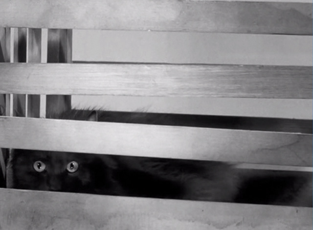 The Neanderthal Man - long-haired gray cat in crate