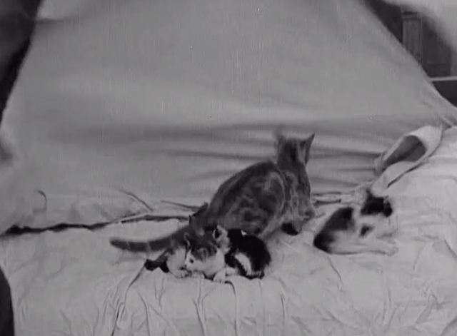 Neighbors - mama cat and kittens on bed