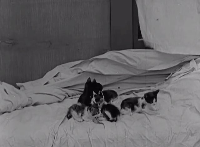 Neighbors - kittens on bed
