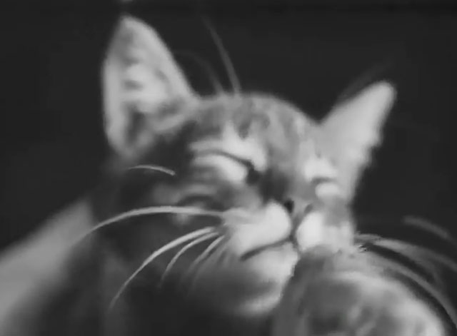 Neurasthenia - Bolnye nervy - close up of tabby kitten