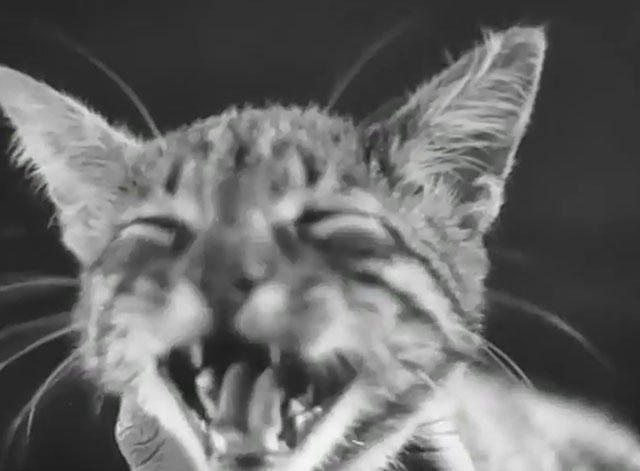 Neurasthenia - Bolnye nervy - close up of tabby kitten mewing