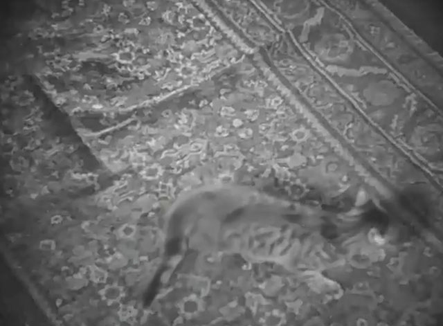 Neurasthenia - Bolnye nervy - tabby kitten on floor