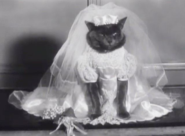 New American Fashions for Pets - gray cat in wedding dress