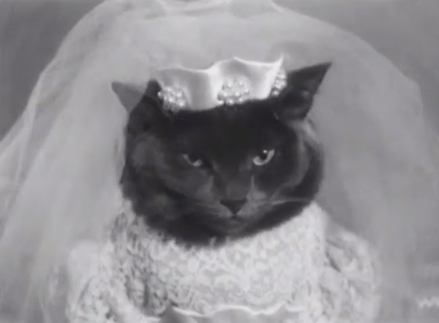 New American Fashions for Pets - gray cat in wedding dress close