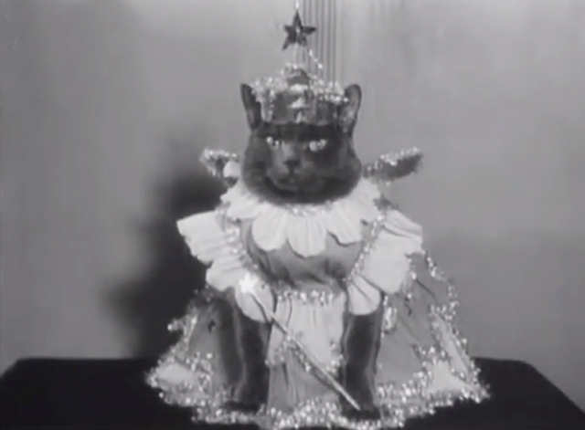 New American Fashions for Pets - gray cat in fairy princess dress