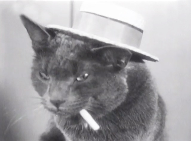 New American Fashions for Pets - gray cat wearing straw hat with cigarette in mouth